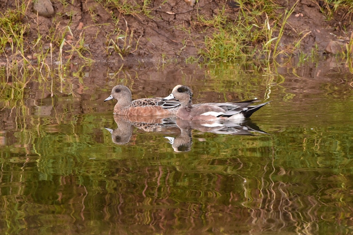 Canard d'Amérique - ML643462261