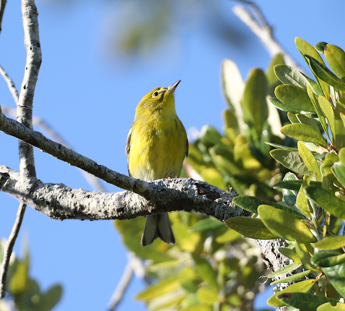 Pine Warbler - ML643462272