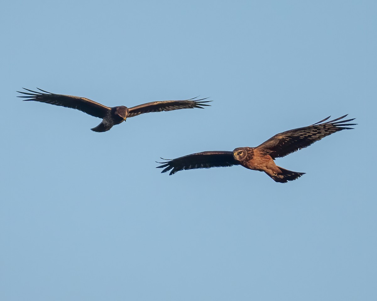 Northern Harrier - ML643462274