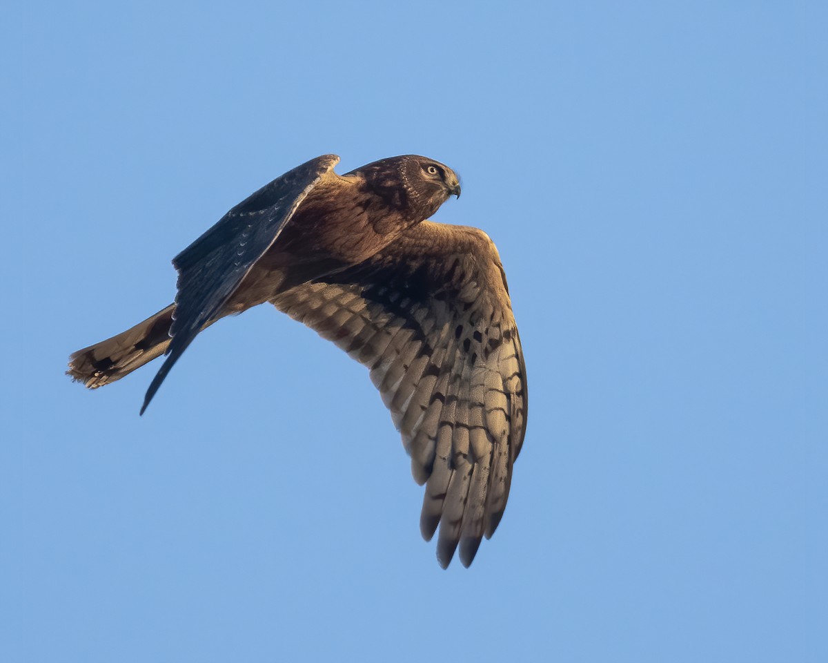 Northern Harrier - ML643462275