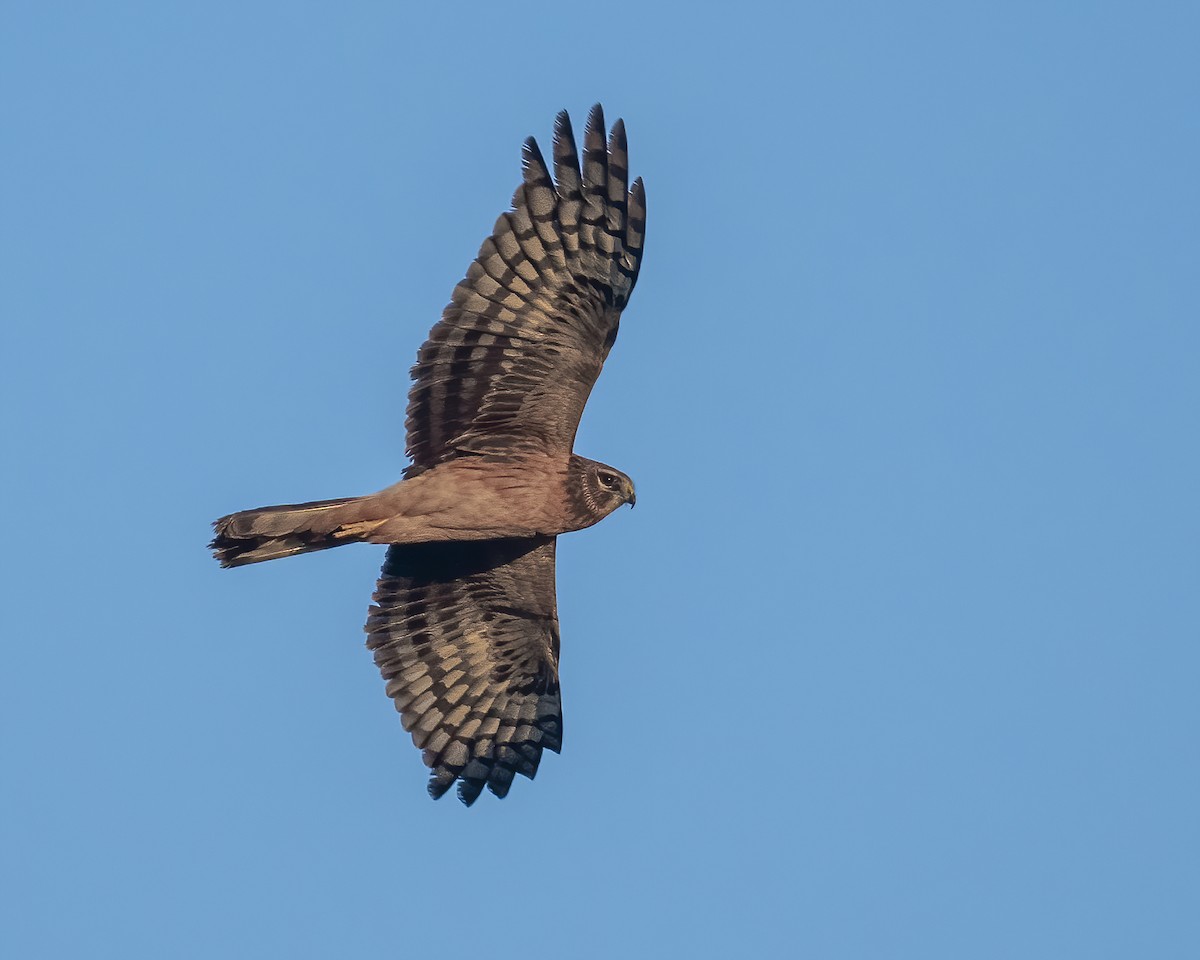 Northern Harrier - ML643462276