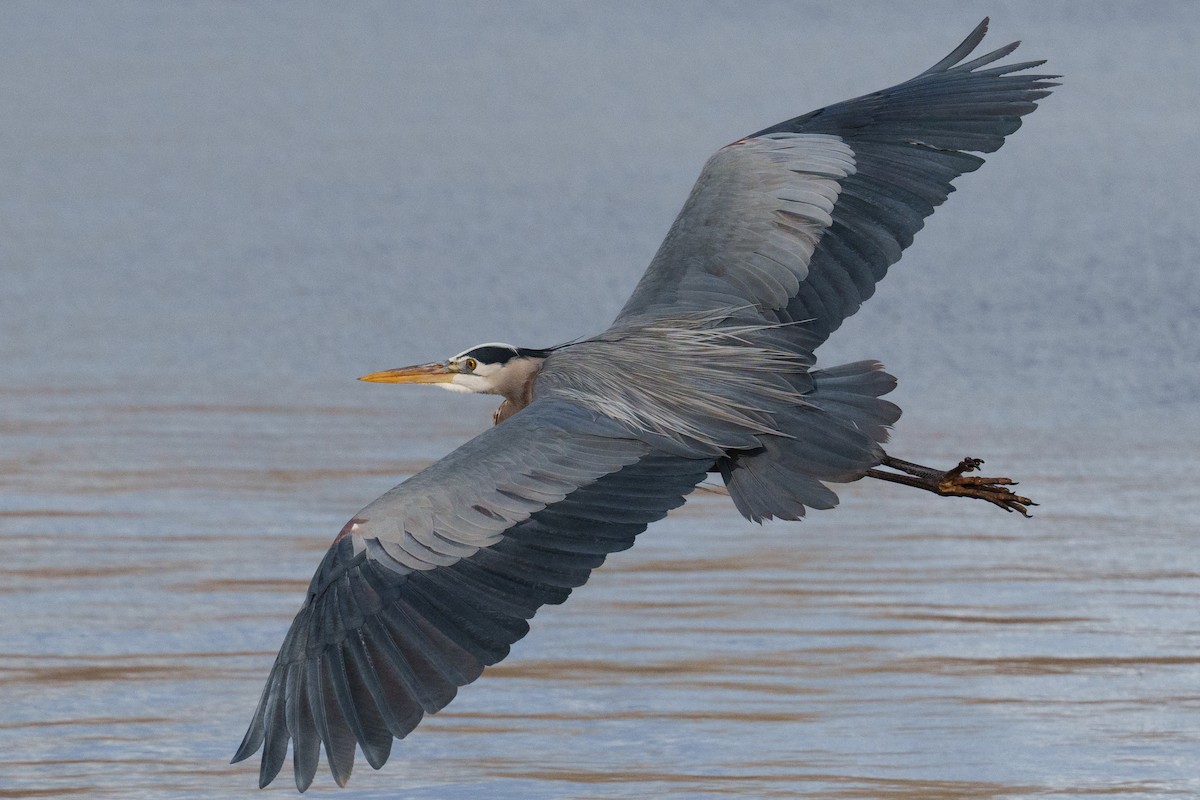 Great Blue Heron - ML643462281