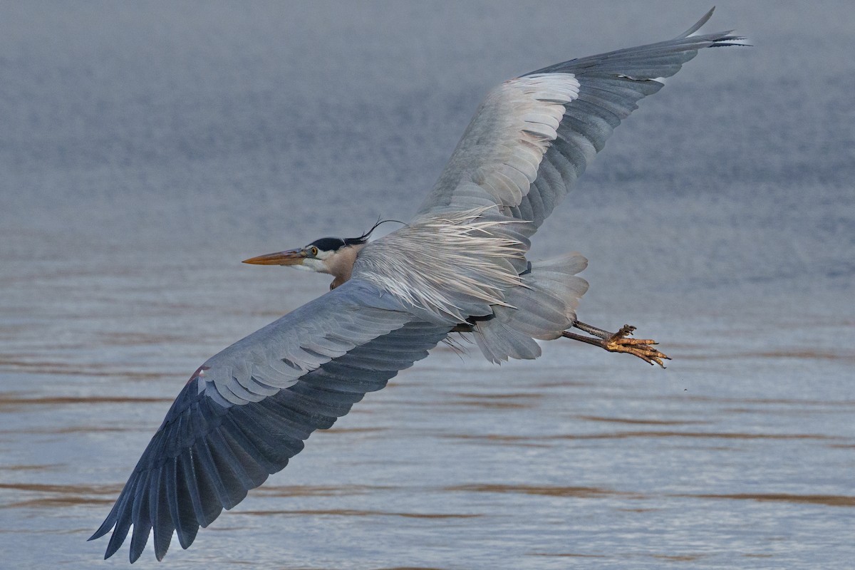 Great Blue Heron - ML643462282