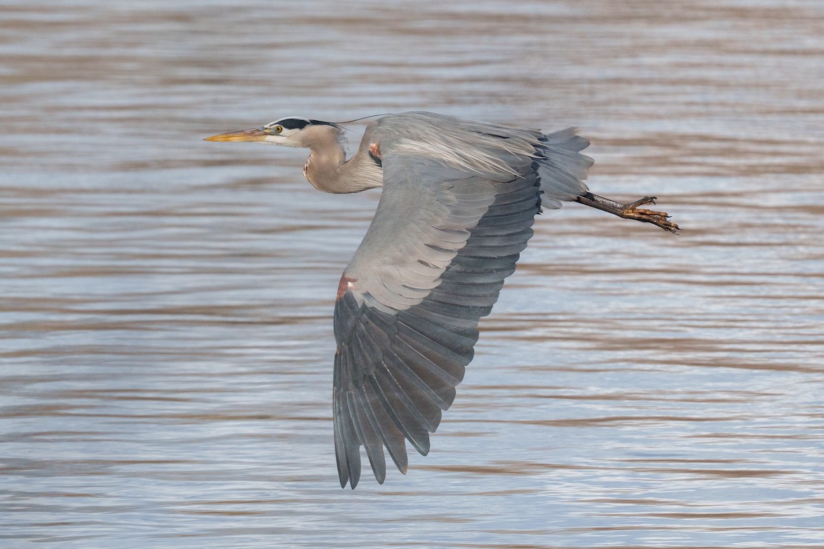 Great Blue Heron - ML643462283