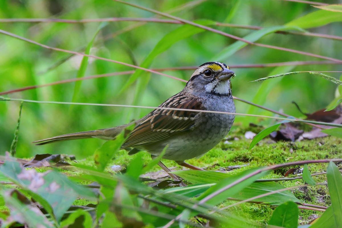 White-throated Sparrow - ML643462284