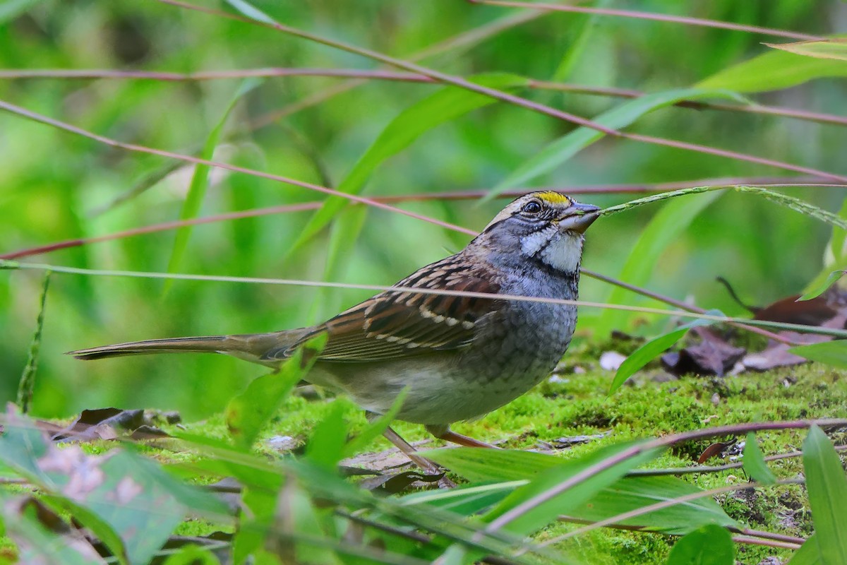 White-throated Sparrow - ML643462285