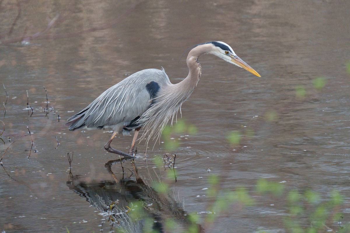Great Blue Heron - ML643462286