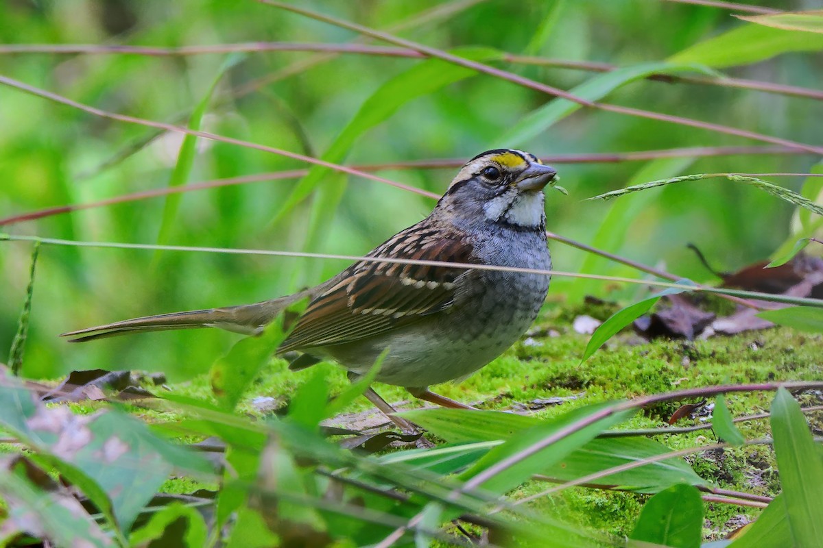 White-throated Sparrow - ML643462287