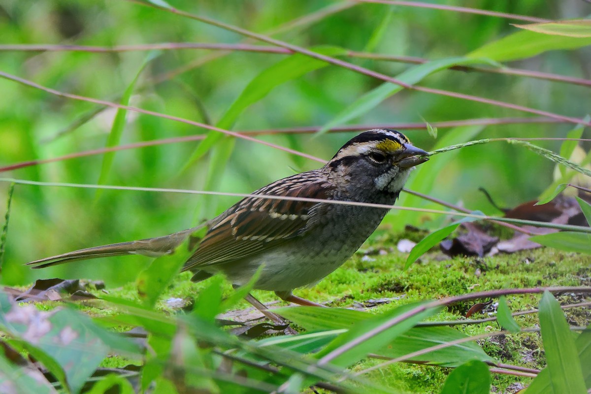 White-throated Sparrow - ML643462288