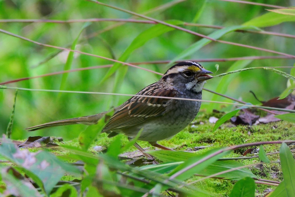 White-throated Sparrow - ML643462289