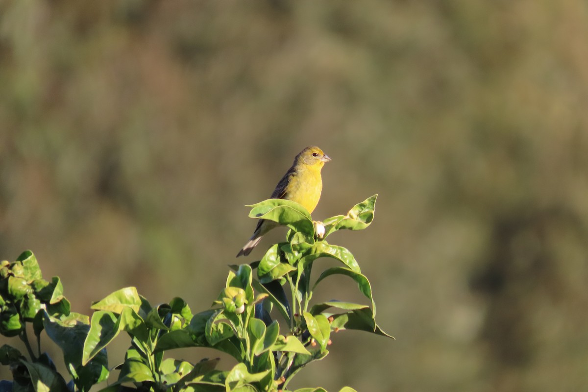 Grassland Yellow-Finch - ML643462295