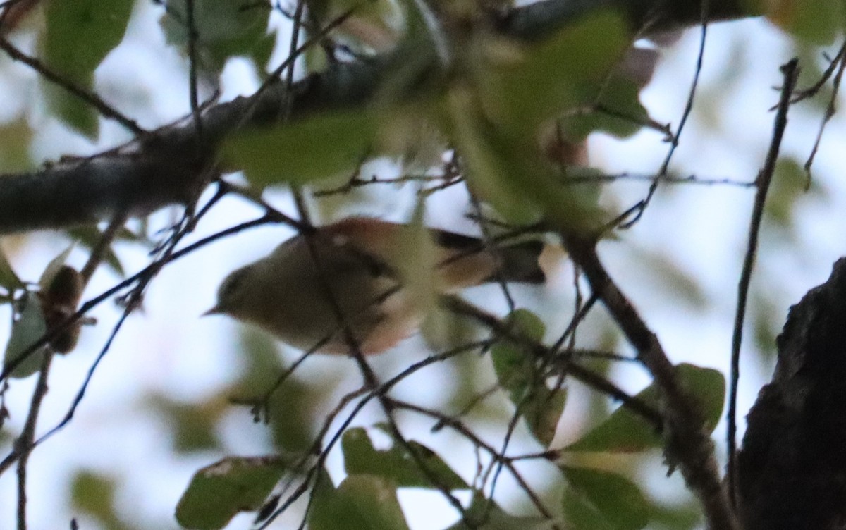 Bay-breasted Warbler - ML643462298