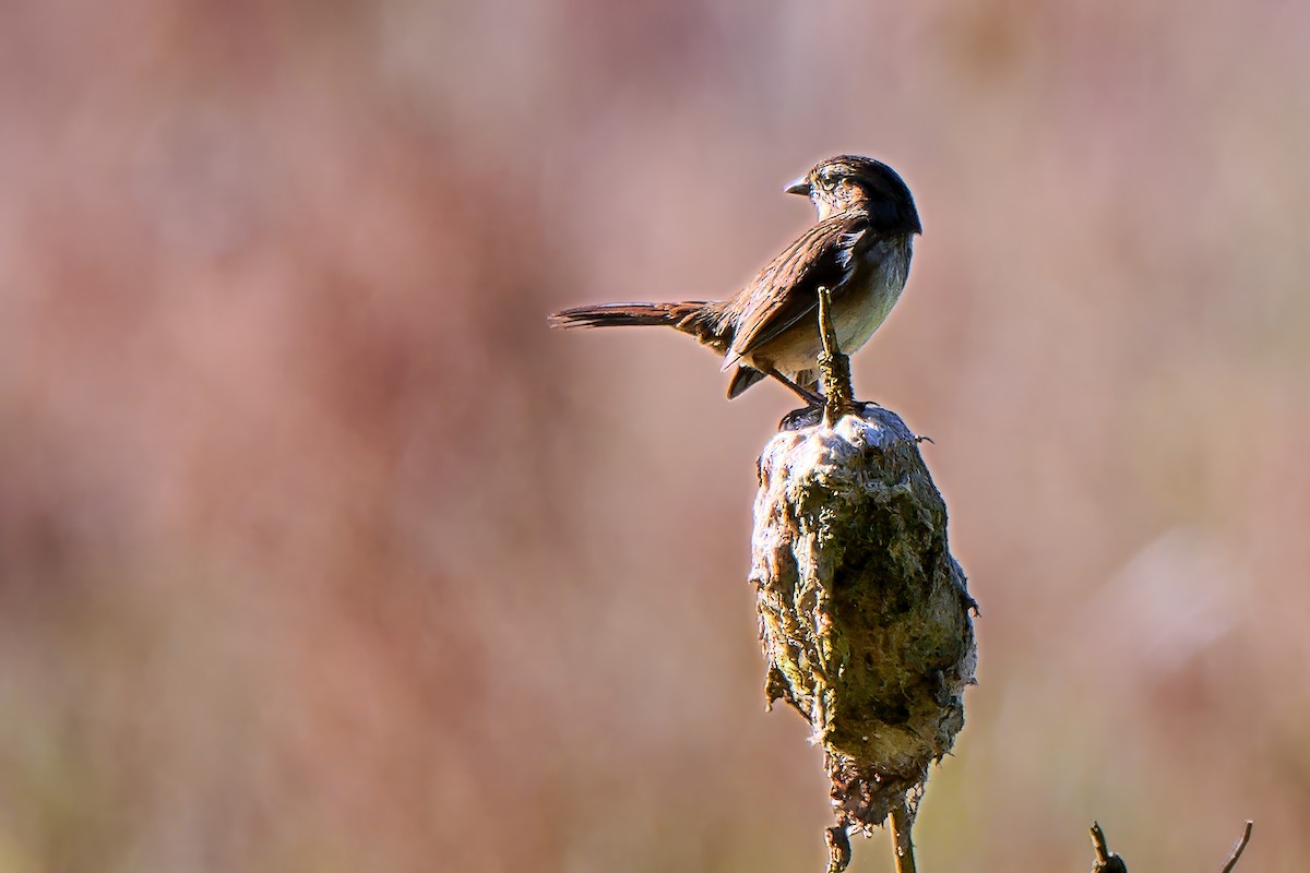 Swamp Sparrow - ML643462301