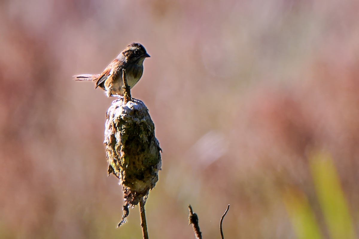 Swamp Sparrow - ML643462302