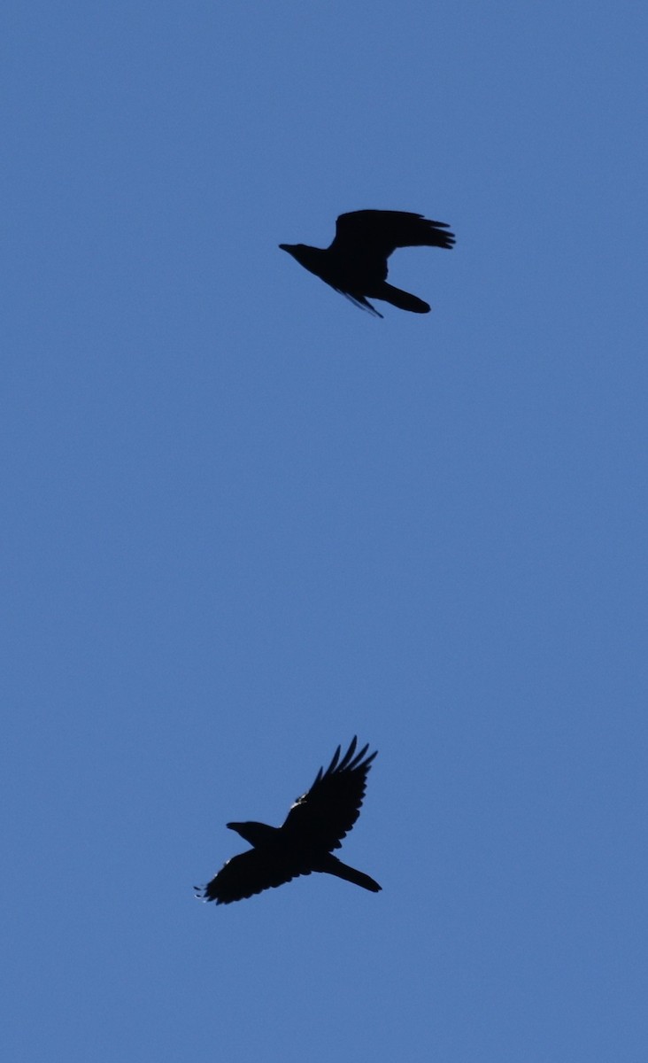 Common Raven - ML643462309