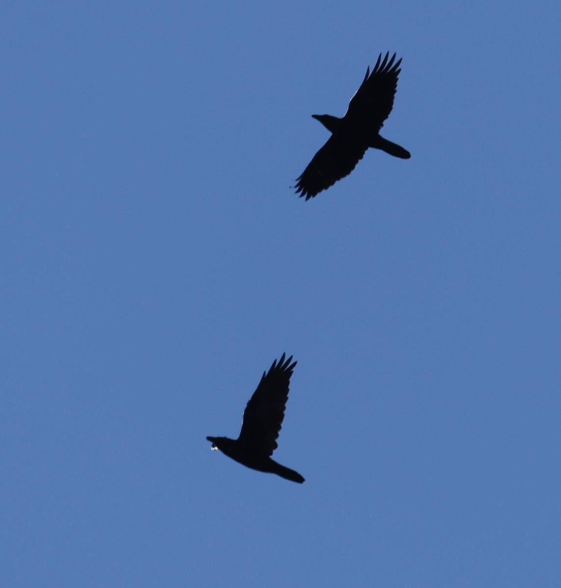 Common Raven - ML643462311