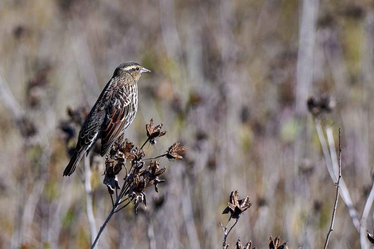 Red-winged Blackbird - ML643462319