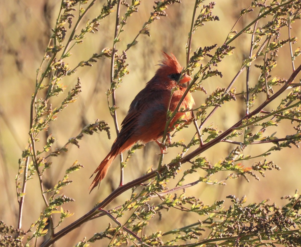 Northern Cardinal - ML643462321