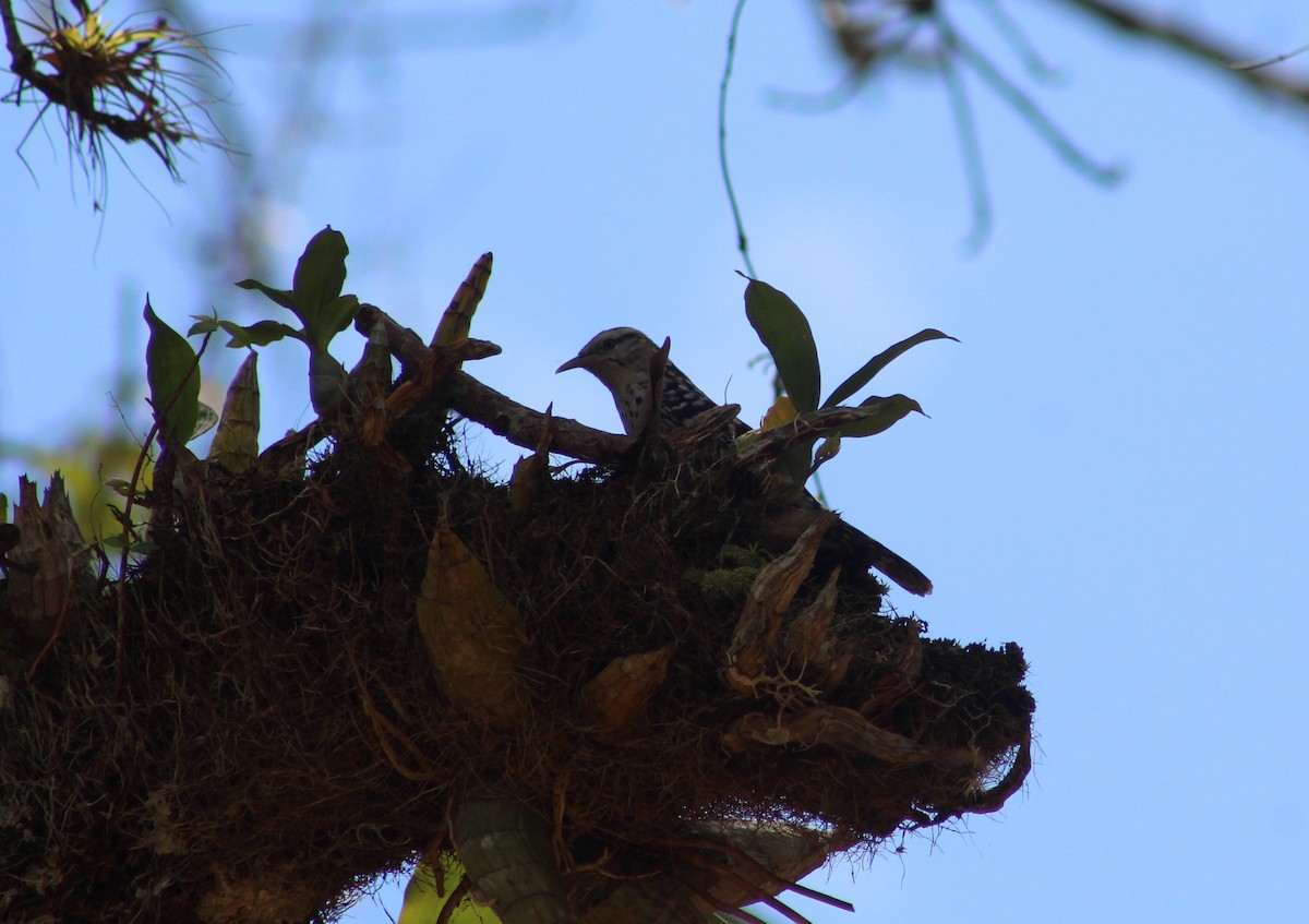 Stripe-backed Wren - ML643462331