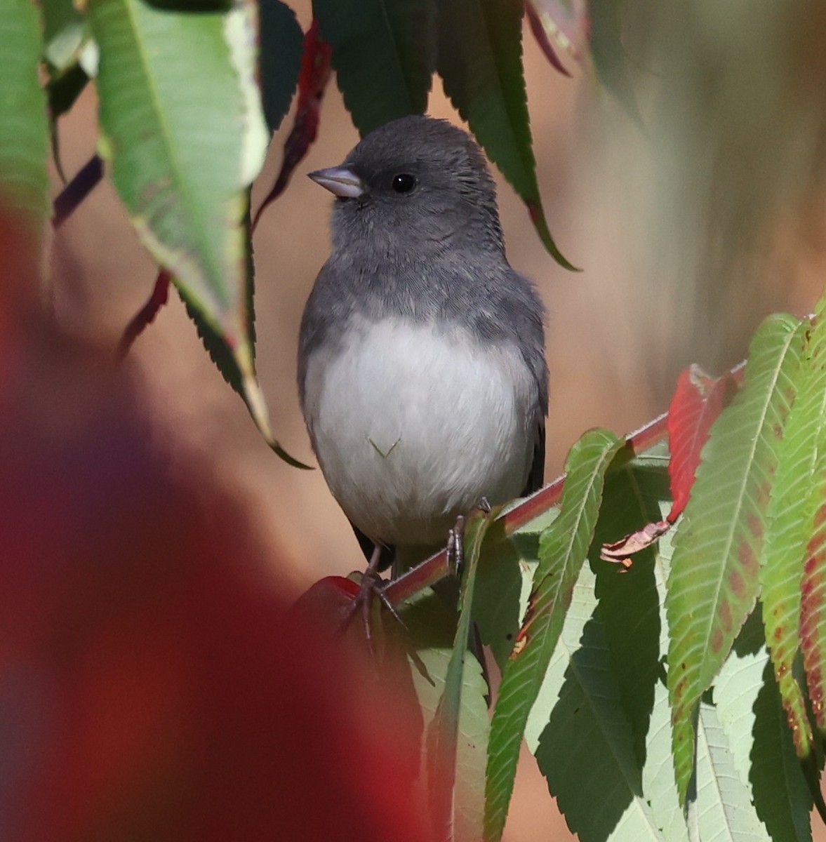 Dark-eyed Junco (Slate-colored) - ML643462338