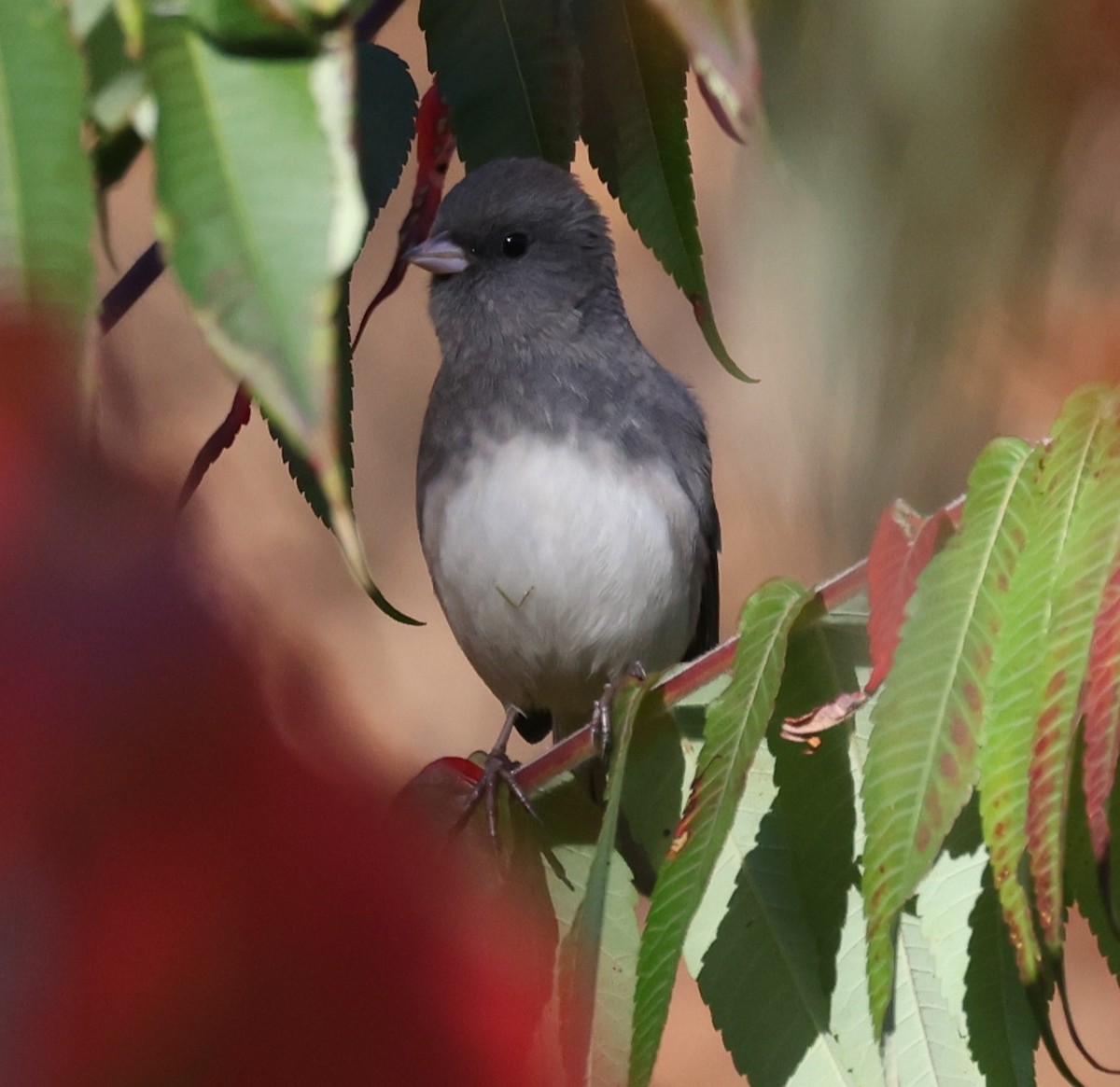 Dark-eyed Junco (Slate-colored) - ML643462339