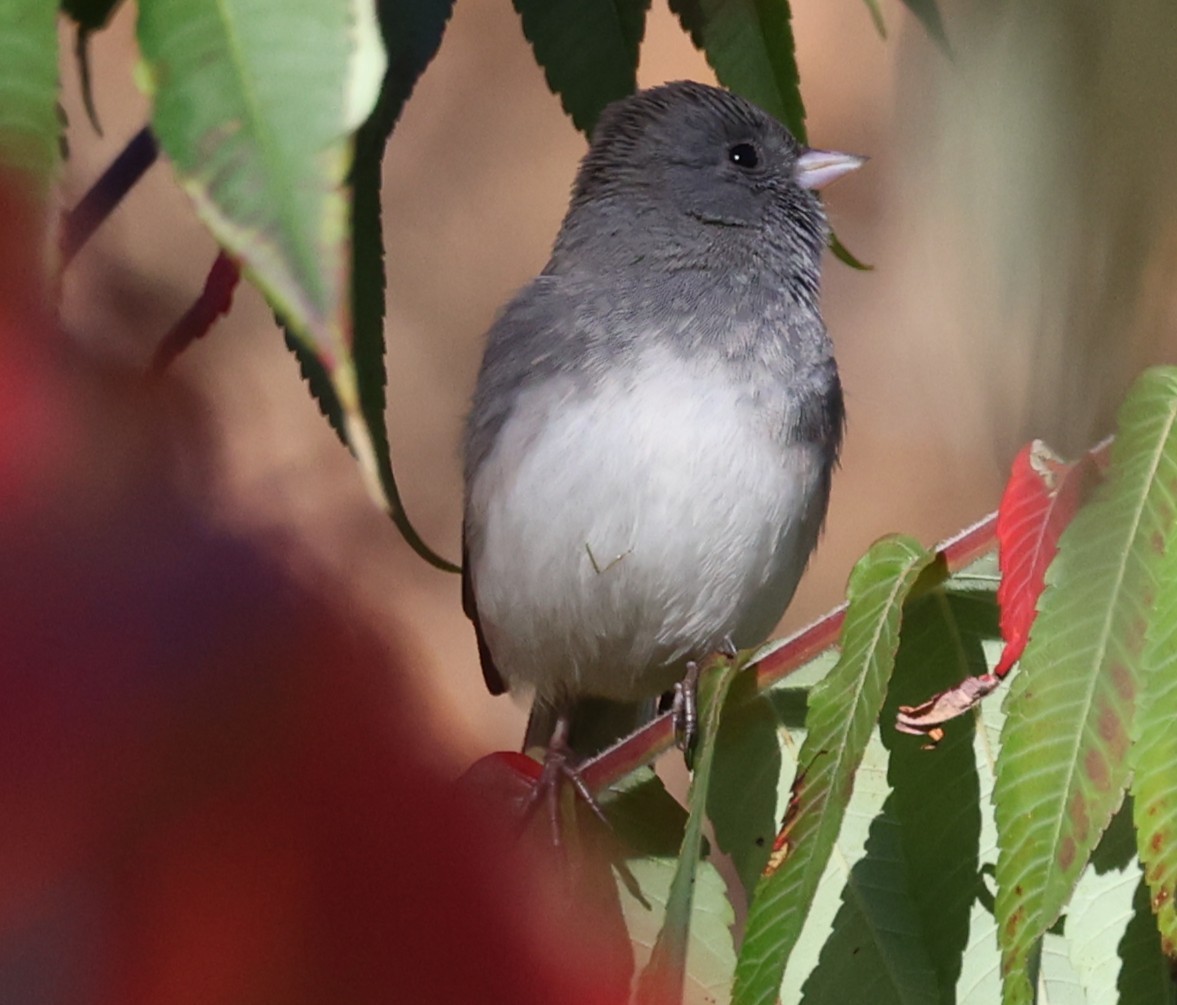 Dark-eyed Junco (Slate-colored) - ML643462340