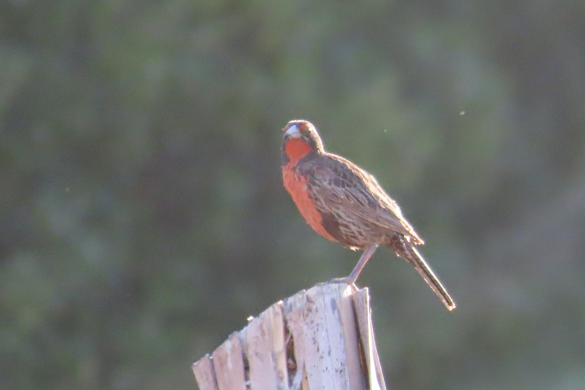 Long-tailed Meadowlark - ML643462345