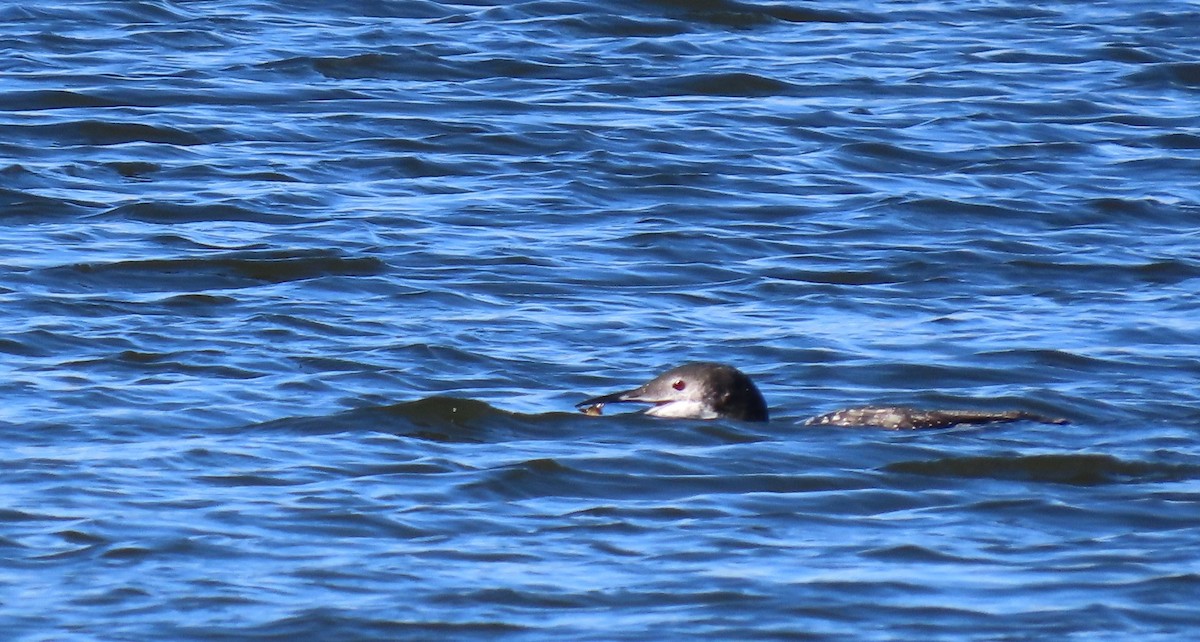 Common Loon - ML643462347