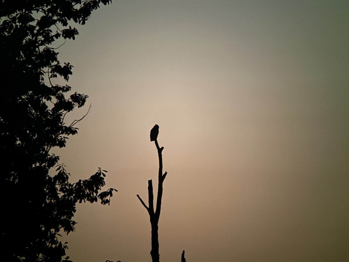 Great Horned Owl - ML643462354
