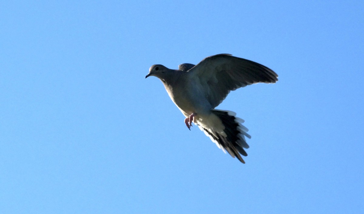 sørgedue - ML643462367