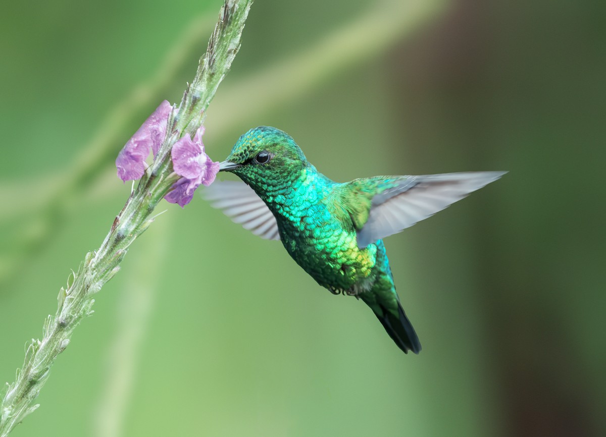 Western Emerald - ML643462387