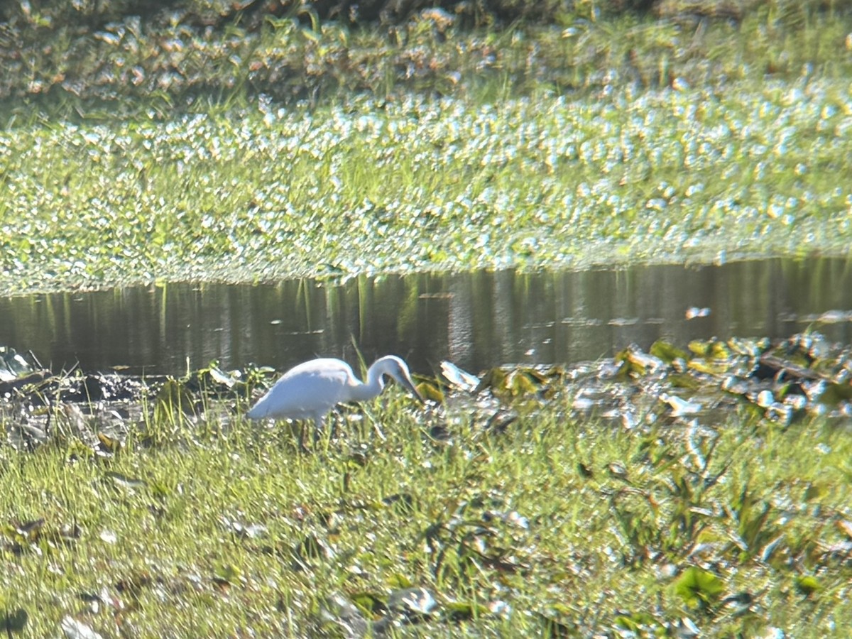 Little Blue Heron - ML643462388