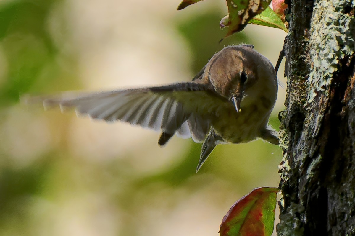Yellow-rumped Warbler - ML643462392