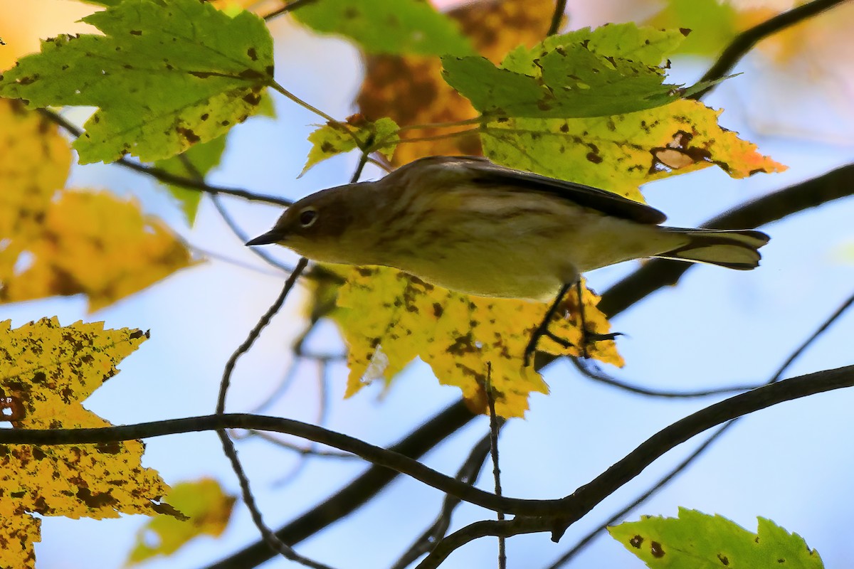 Yellow-rumped Warbler - ML643462393