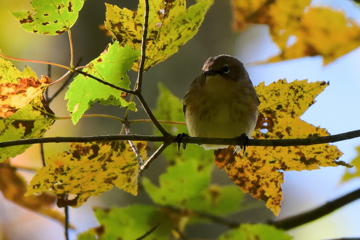 Yellow-rumped Warbler - ML643462394