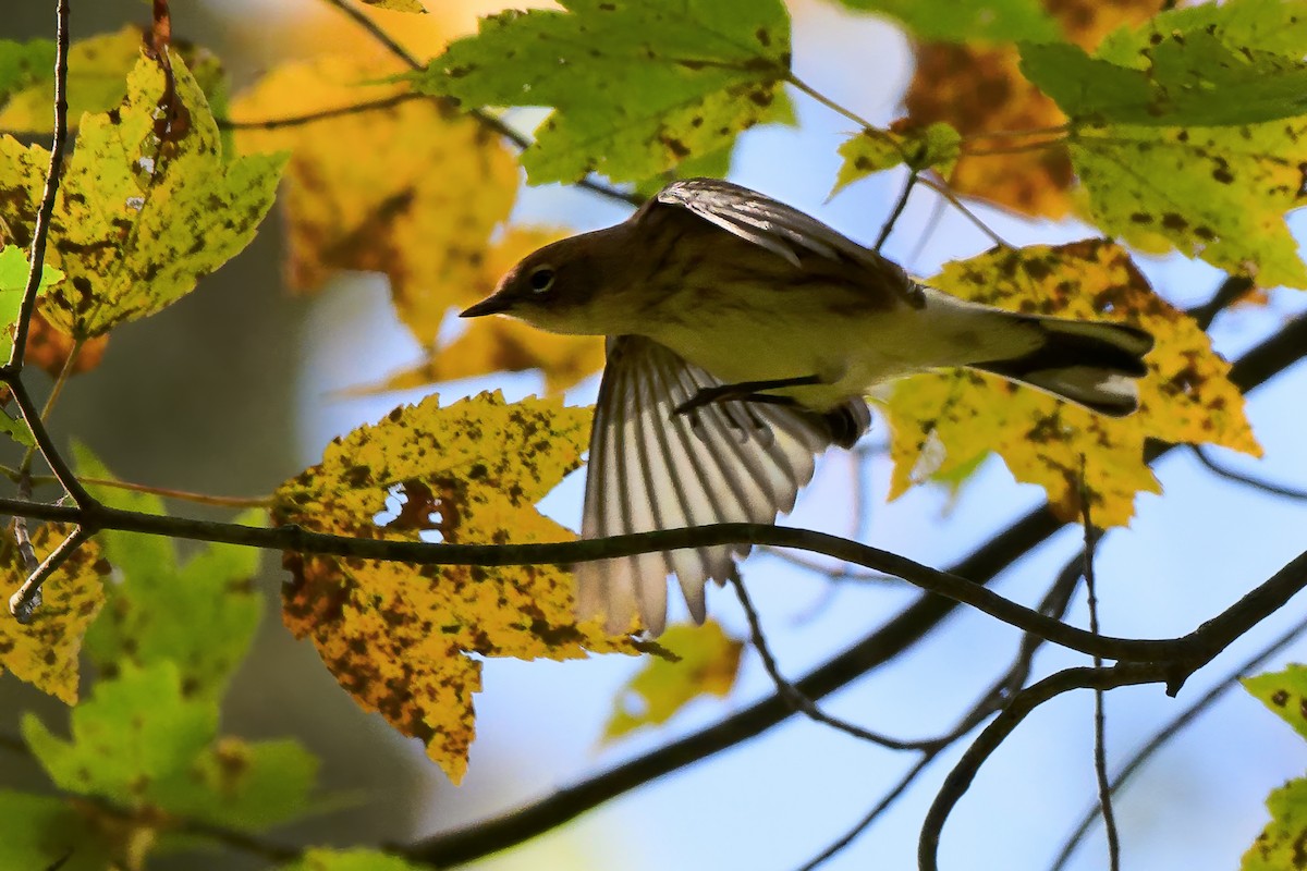 Yellow-rumped Warbler - ML643462395