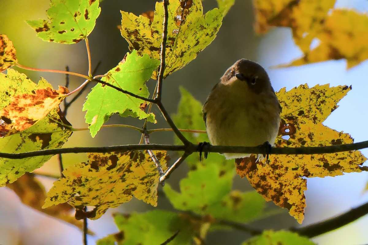 Yellow-rumped Warbler - ML643462396