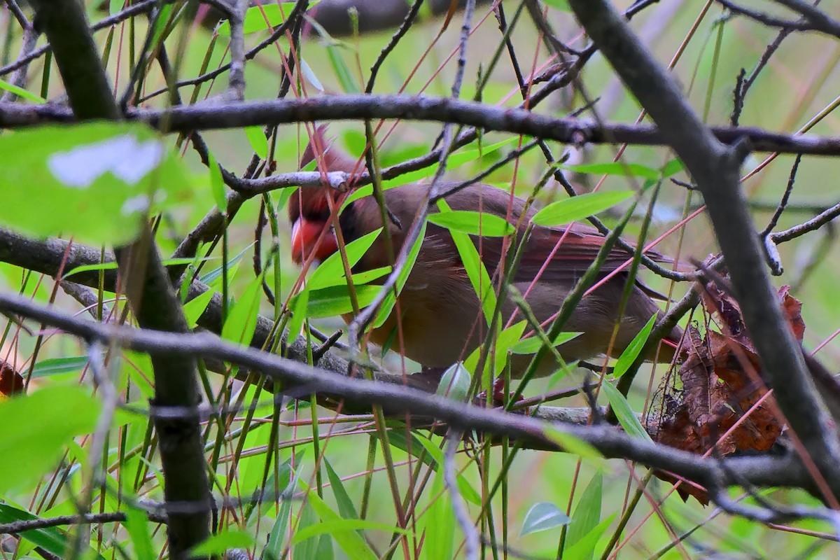 Northern Cardinal - ML643462401