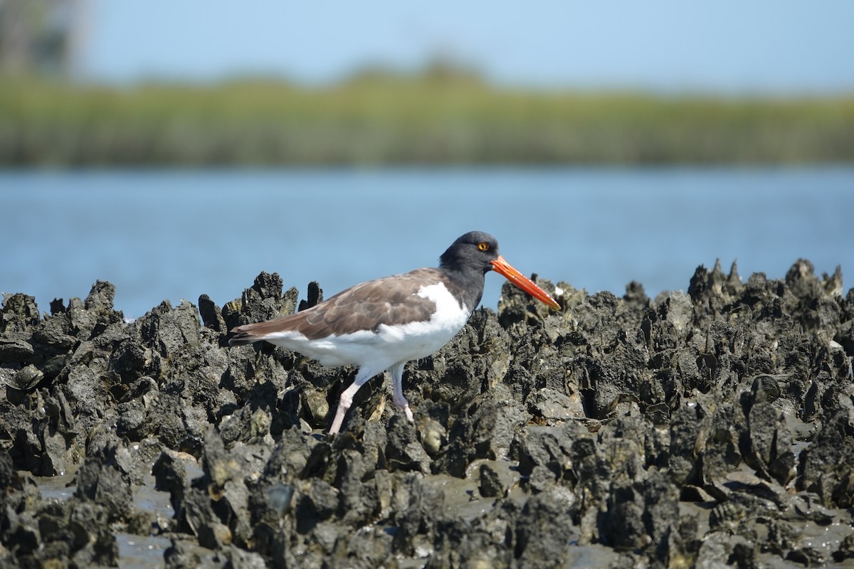 American Oystercatcher - ML643462404