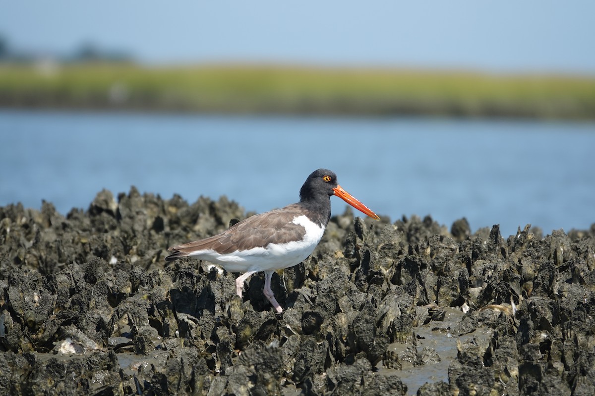 American Oystercatcher - ML643462406