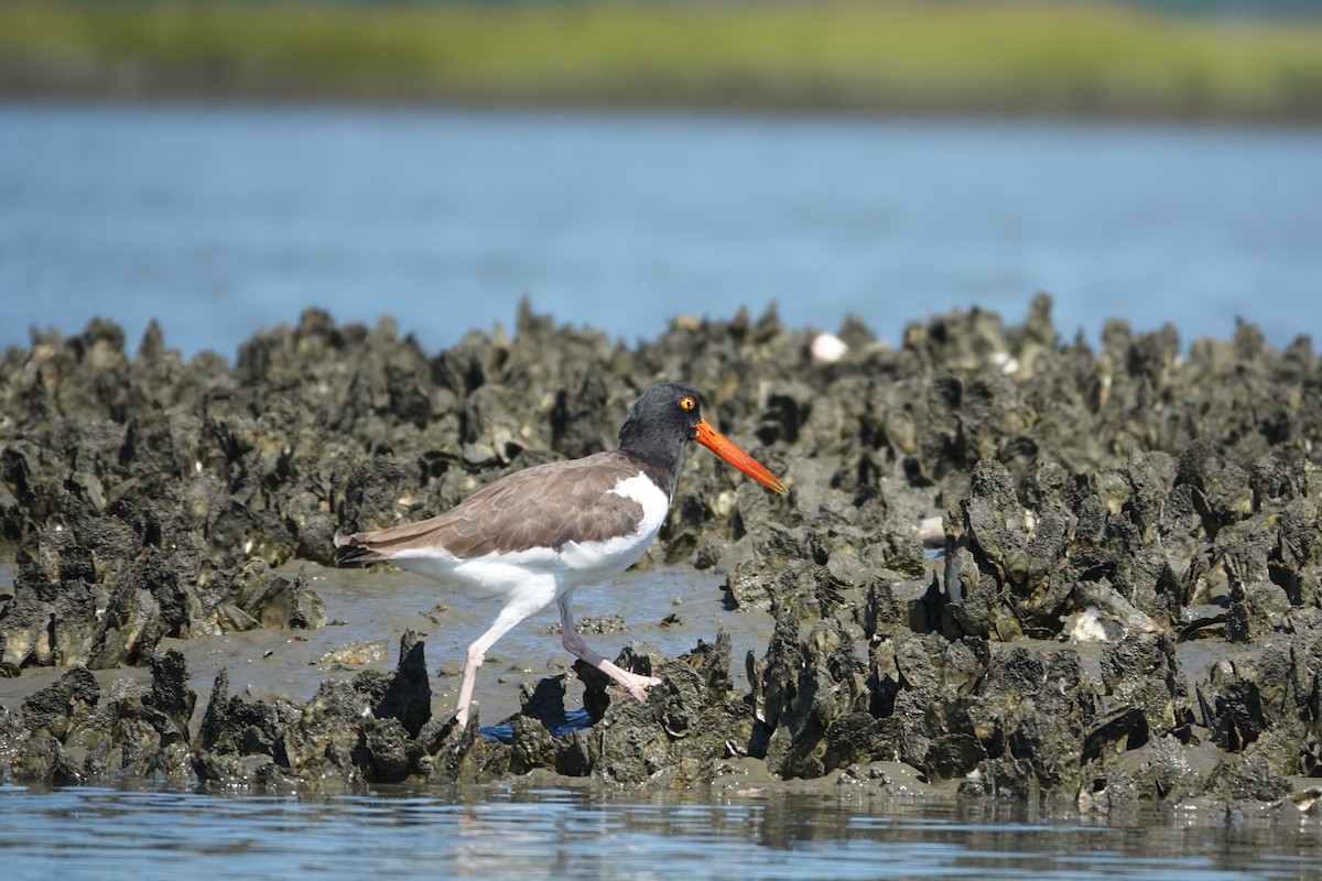 American Oystercatcher - ML643462407