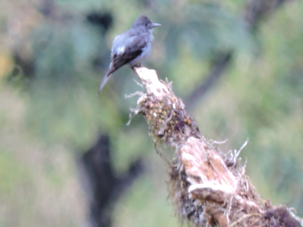 Smoke-colored Pewee - ML643462410
