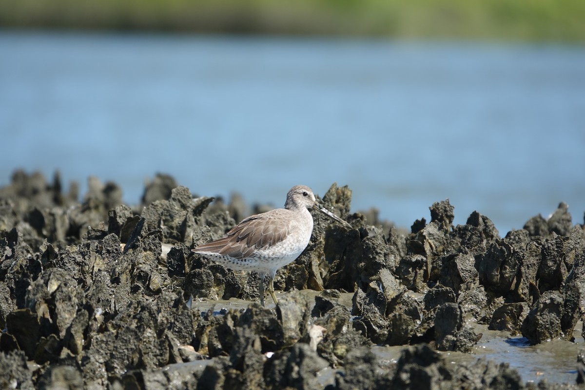 Short-billed Dowitcher - ML643462429
