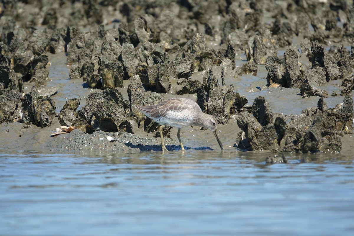 Short-billed Dowitcher - ML643462430