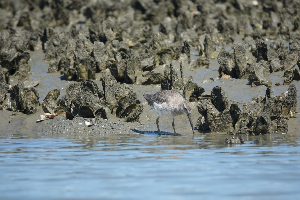 Short-billed Dowitcher - ML643462431