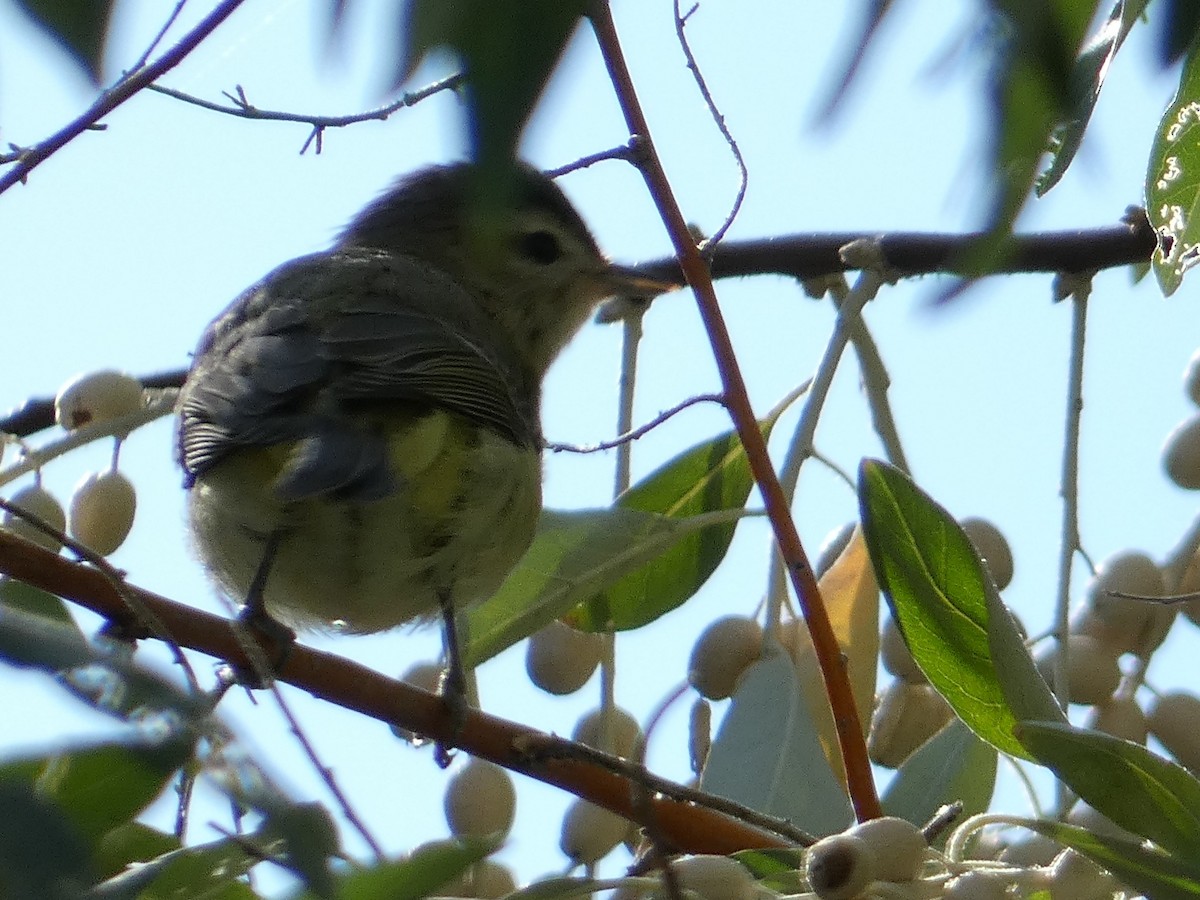 Warbling Vireo (Western) - ML643462433