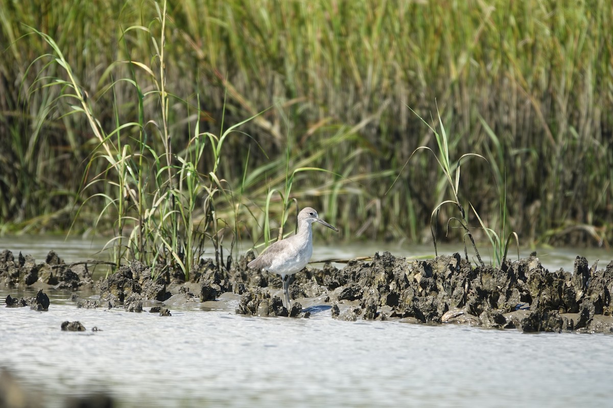 Willet - ML643462437