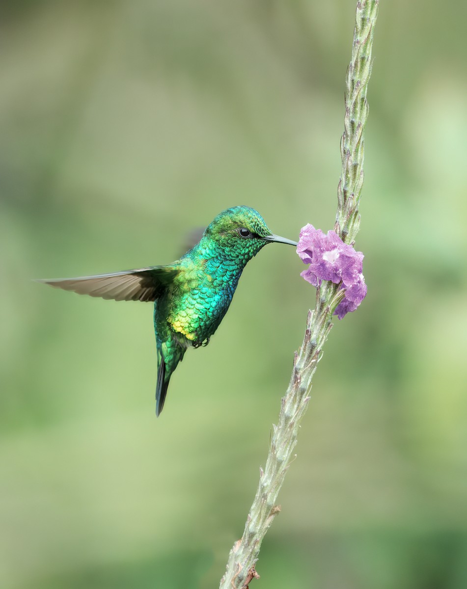 Western Emerald - ML643462438