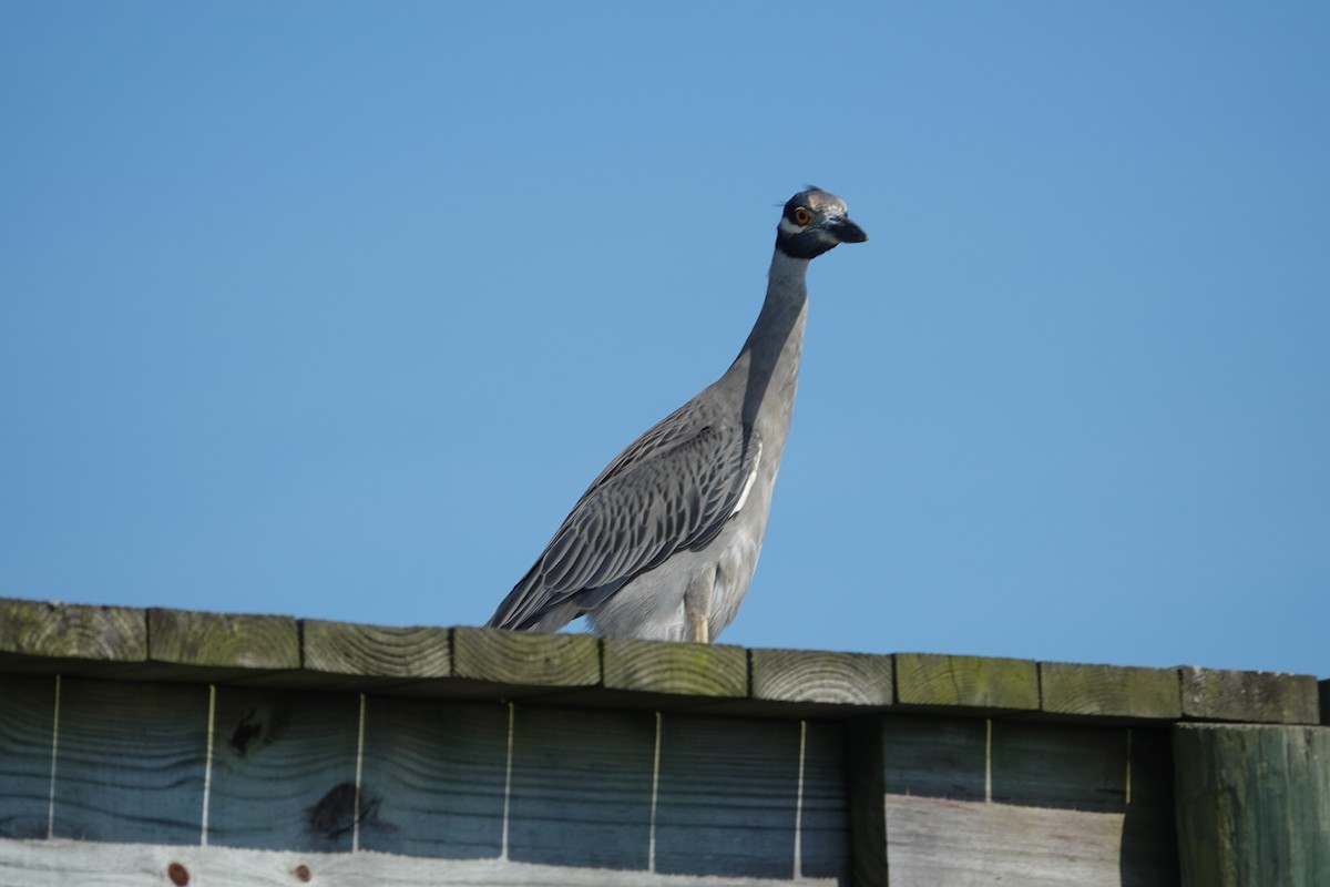 Yellow-crowned Night Heron - ML643462444