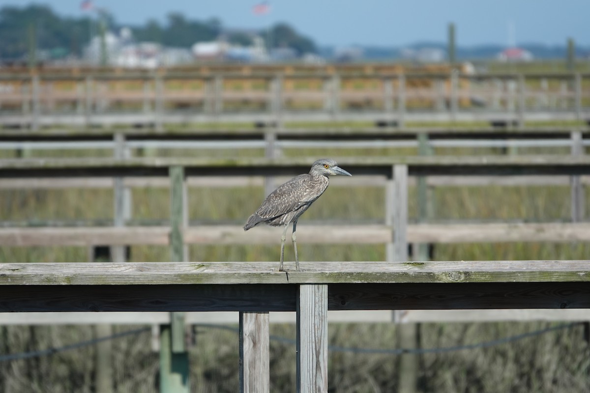 Yellow-crowned Night Heron - ML643462445